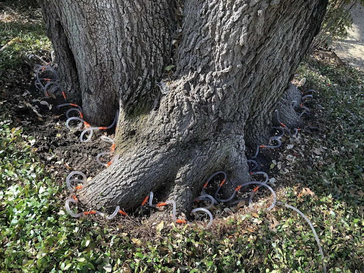 Detailed Tree Cabling and Bracing job site in Dupuyer