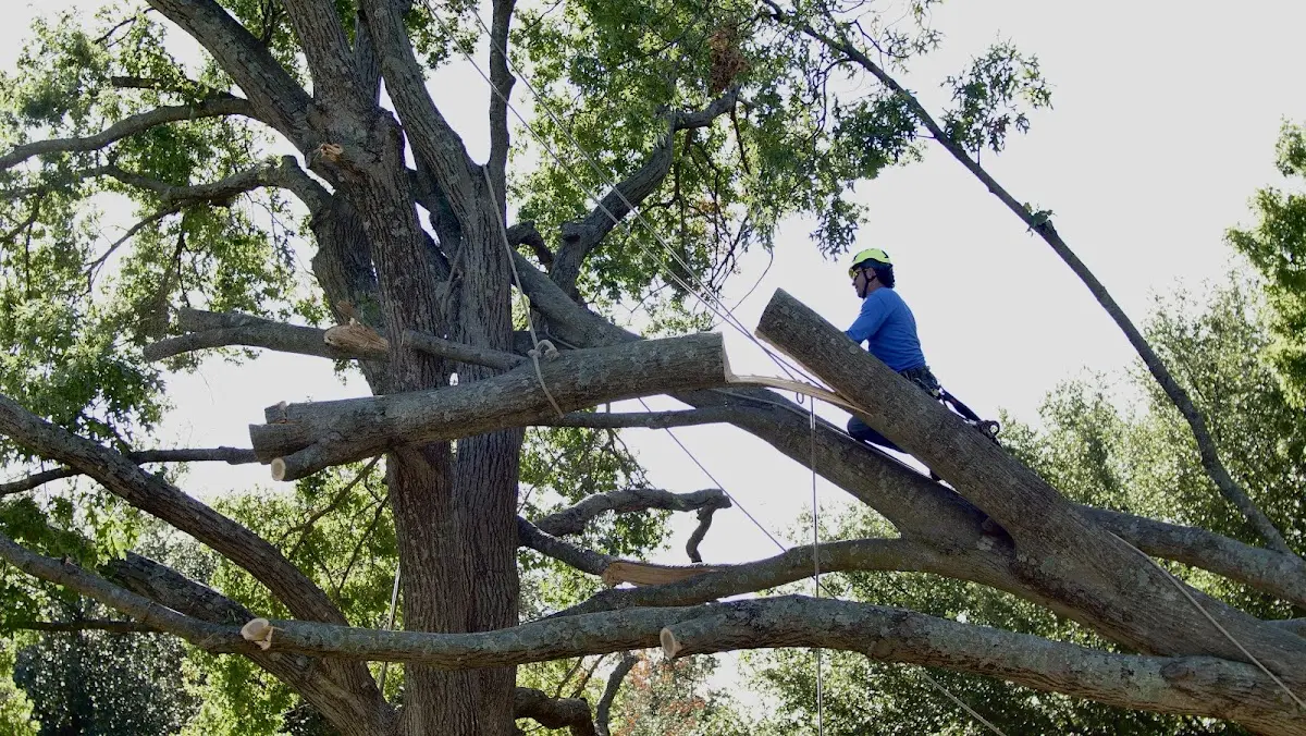 Professional Crown Thinning performed by certified arborists in Dupuyer