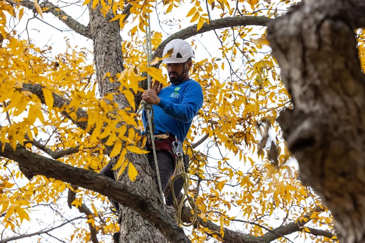Skilled Tree Pruning crew working in Dupuyer