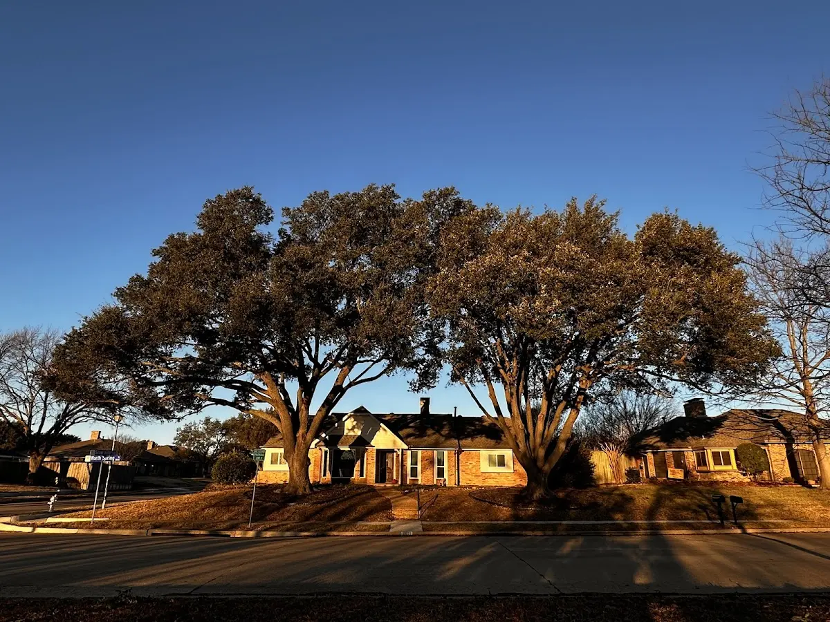Established residential canopy tree shading a home in Dupuyer