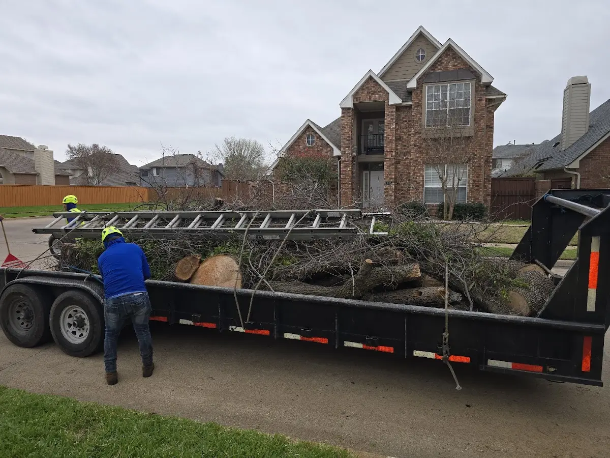Expert Tree Removal with proper safety equipment in Dupuyer